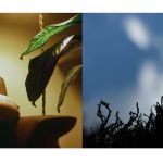 On the left a woman sitting on a vintage couch reads solemnly, echoed on the right by a mysterious, darkened landscape with billowy clouds off in the distance.