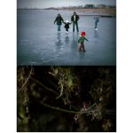 Above five figures brave the ice on a winter's day, with a lush, mysterious forest scene below.
