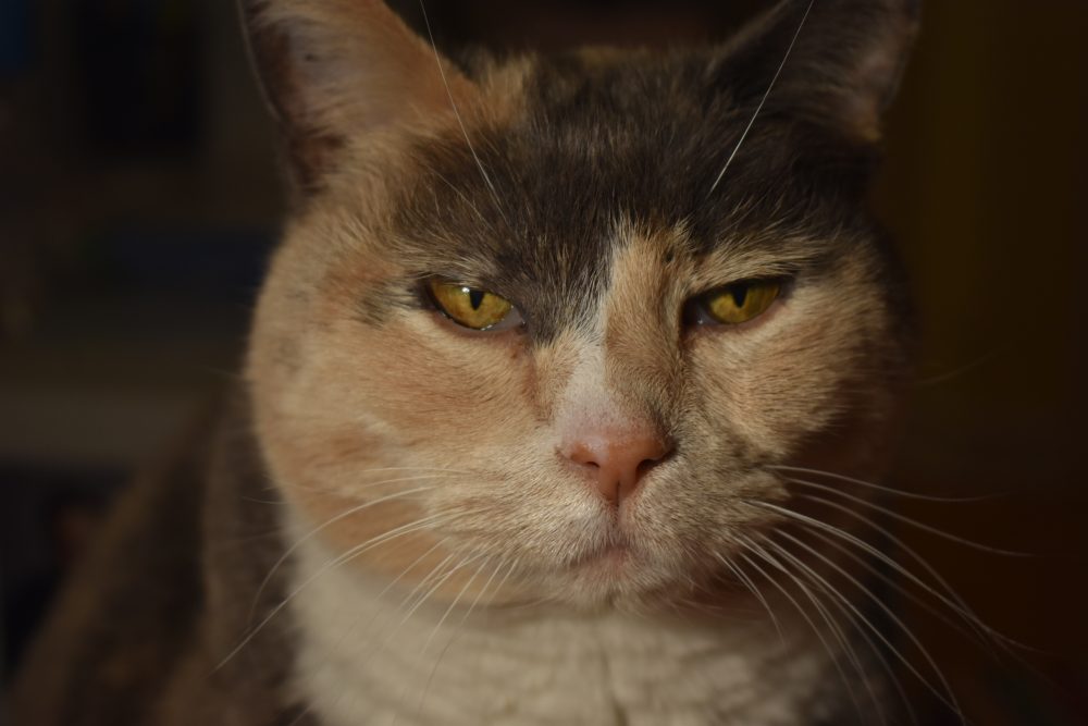 A close up color photograph of a grey, beige and white cat's face.