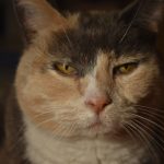 A close up color photograph of a grey, beige and white cat's face.