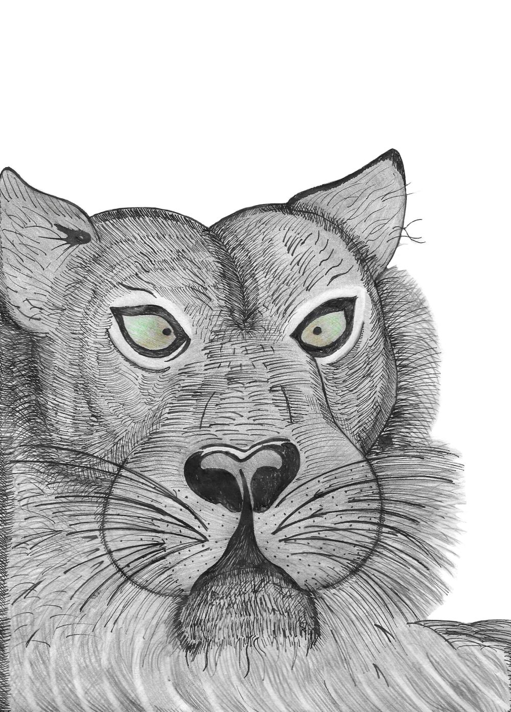 A drawing in black and white of the face of a lion on a white background