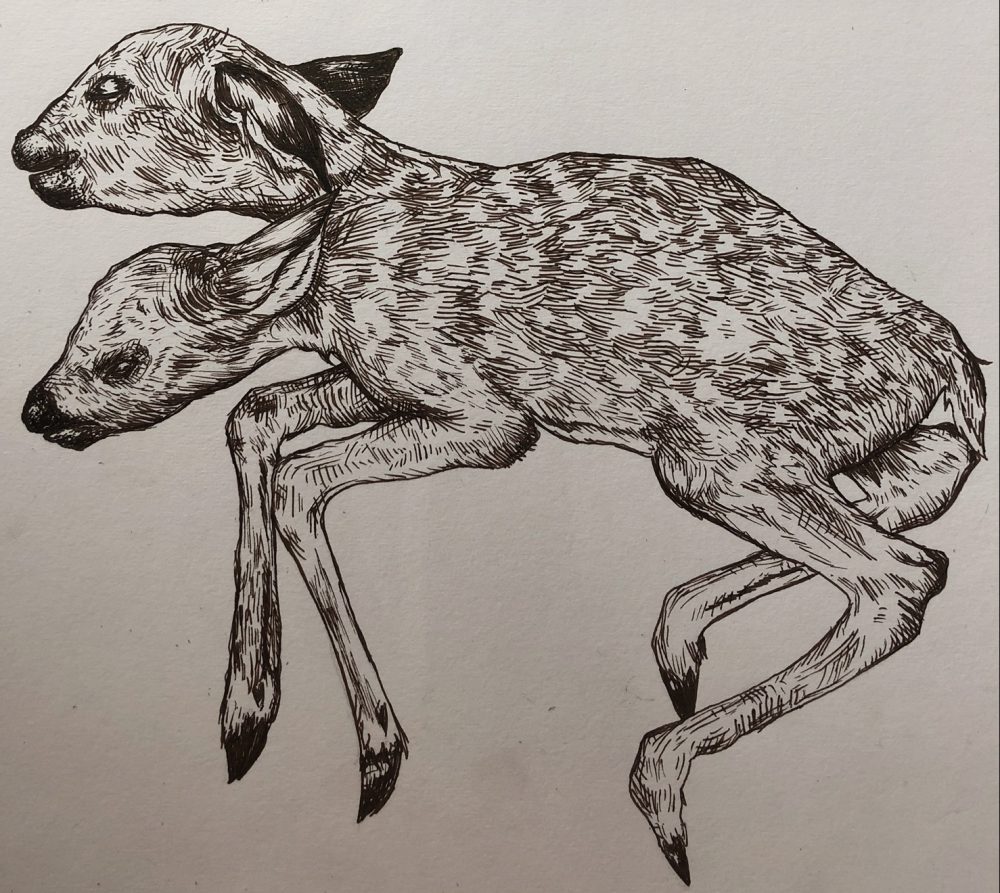 Black/brown ink drawing of a two-headed fawn