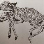 Black/brown ink drawing of a two-headed fawn