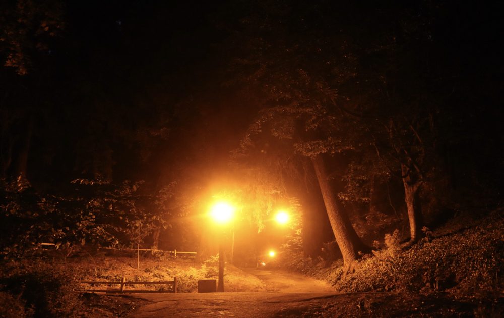 Four glowing lights illuminate a path leading into a forest during nighttime; trees tower over the path and disappear into the darkness.