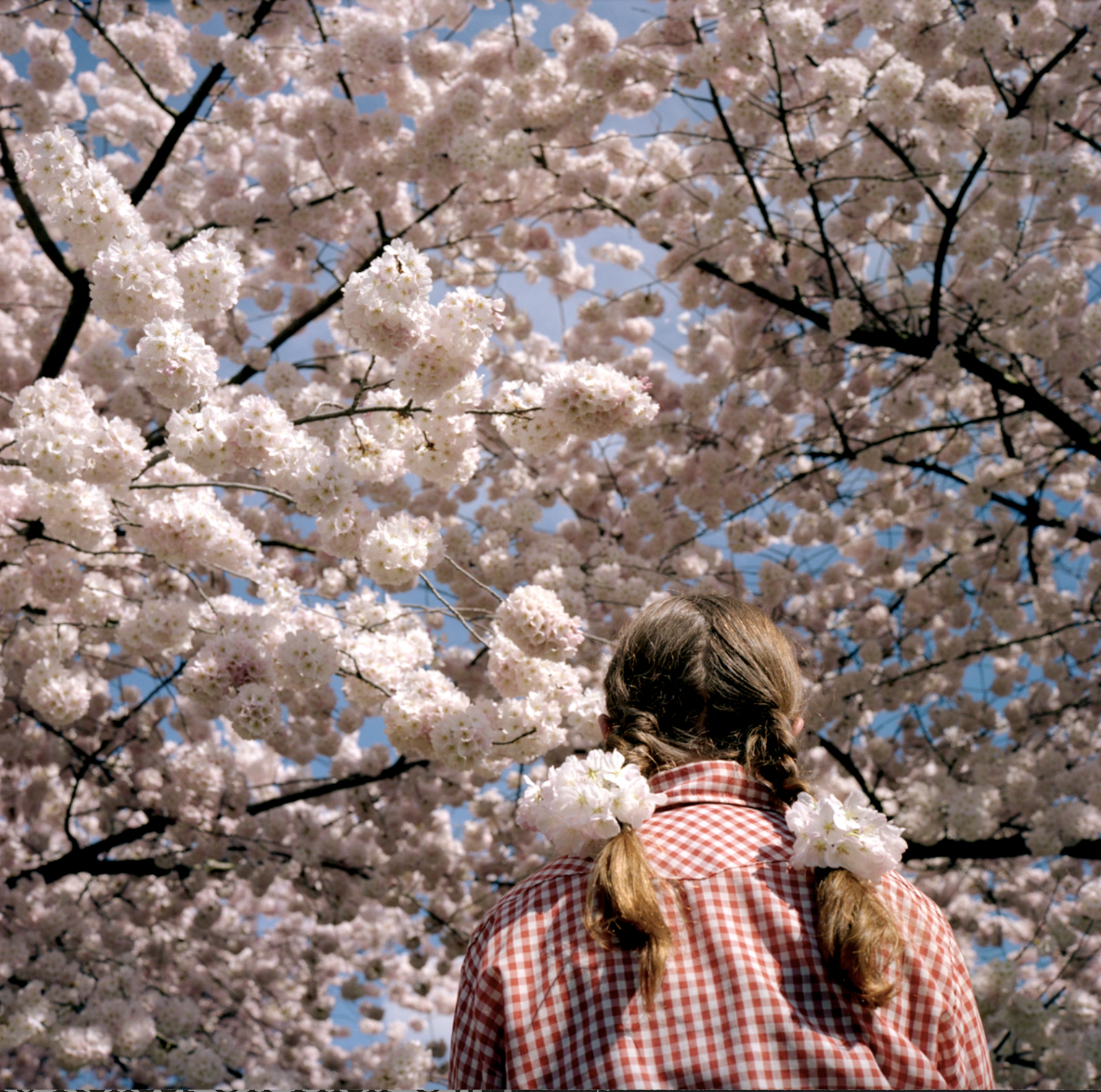 sakura sakura - cherry trees bloom while a person with pigtails and a gingham shirt look on