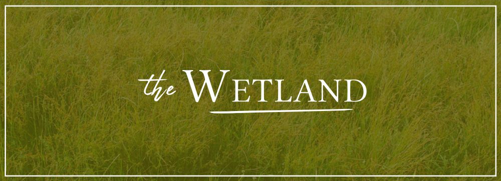 A yellow-green photo of the a wetland overlaid with white text that says "The Wetland"