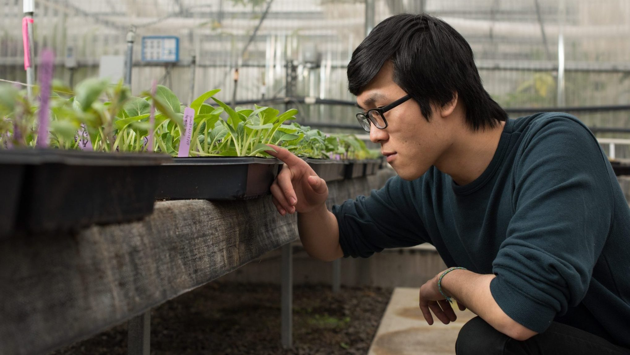 Student looking at plants