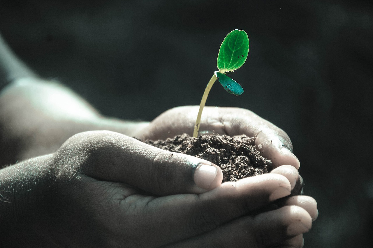 Decorative image of hands holding a seedling