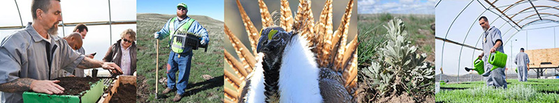 Montage of 5 photos - people working on a farm in a greenhouse, sage grouse, sagebrush