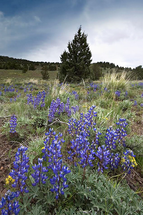 Purple wildflowers (lupines) and a tree in a natural landscape