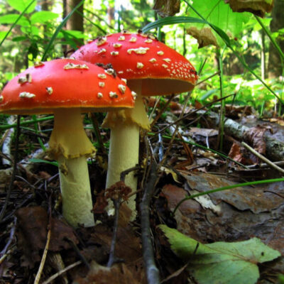 Edible Mushrooms of the Pacific Northwest