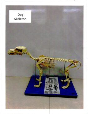 Dog Skeleton Model