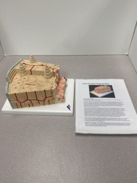 Human Bone Structure Model