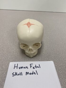 Human Fetal Skull Model