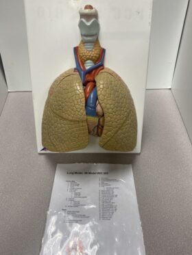 Human Lung with Larynx Model