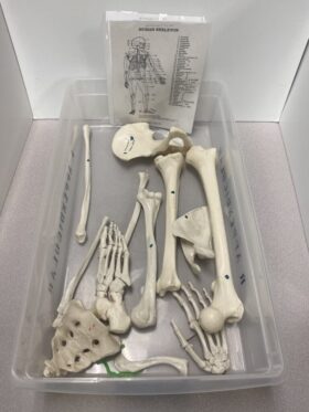 Human Skeleton Disarticulated Right Appendicular Model