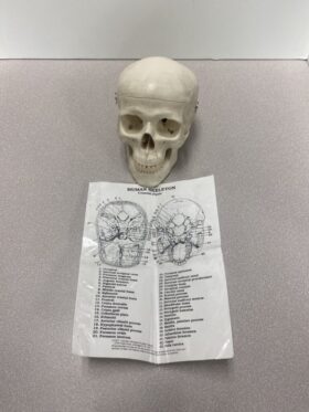 Human Skull Model