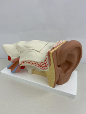Human Ear Model