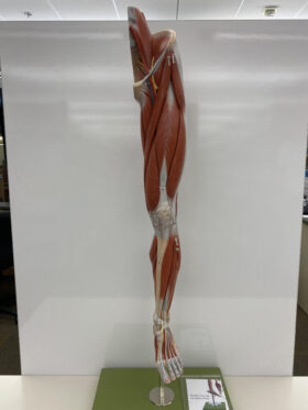 Human Leg Muscle Model