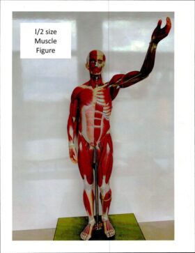 Human Muscle Figure Half Size Model