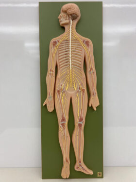 Human Nervous System Model