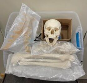 Human Skeleton Disarticulated Model