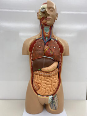 Human Torso with Open Back Model