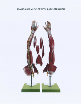 Human Arm Muscle Model