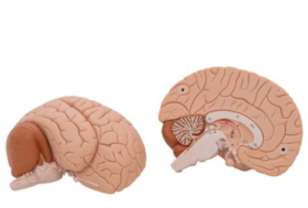 Human Brain Model