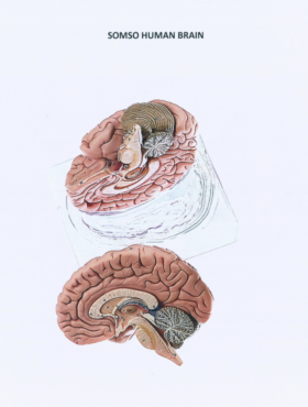 Human Brain Model