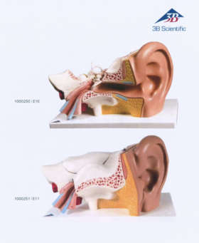 Human Ear Model