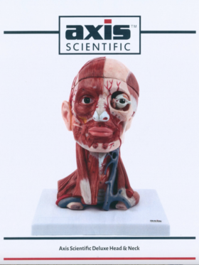 Human Head and Neck Muscle Model