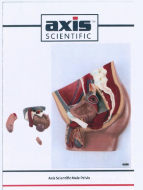 Human Male Reproductive Organs Model
