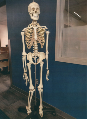 Human Skeleton Model