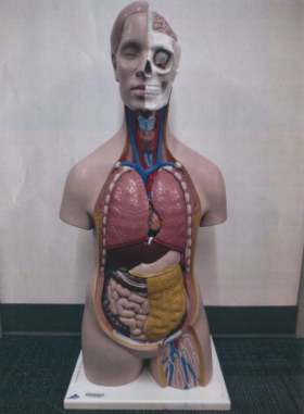 Human Torso Model