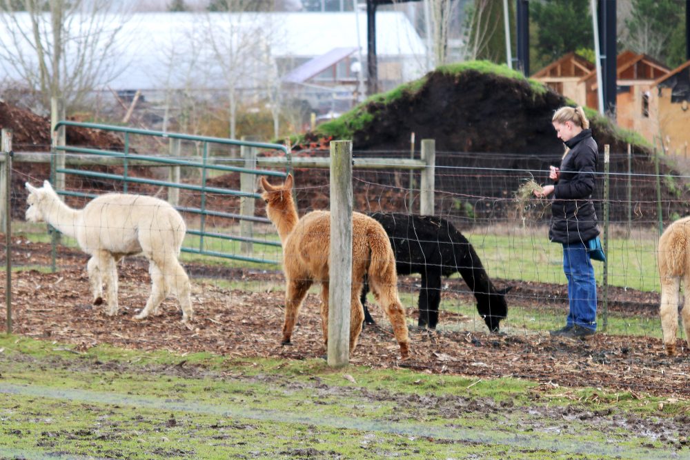 Alpacas at the Rock Creek farm