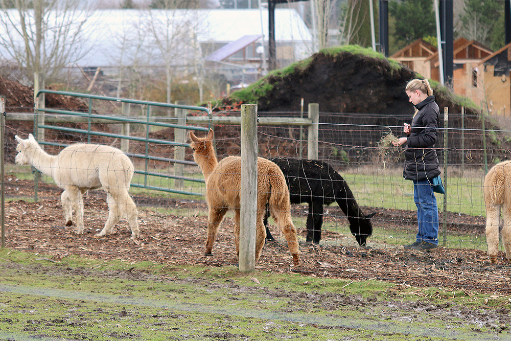 Alpacas at the Rock Creek farm