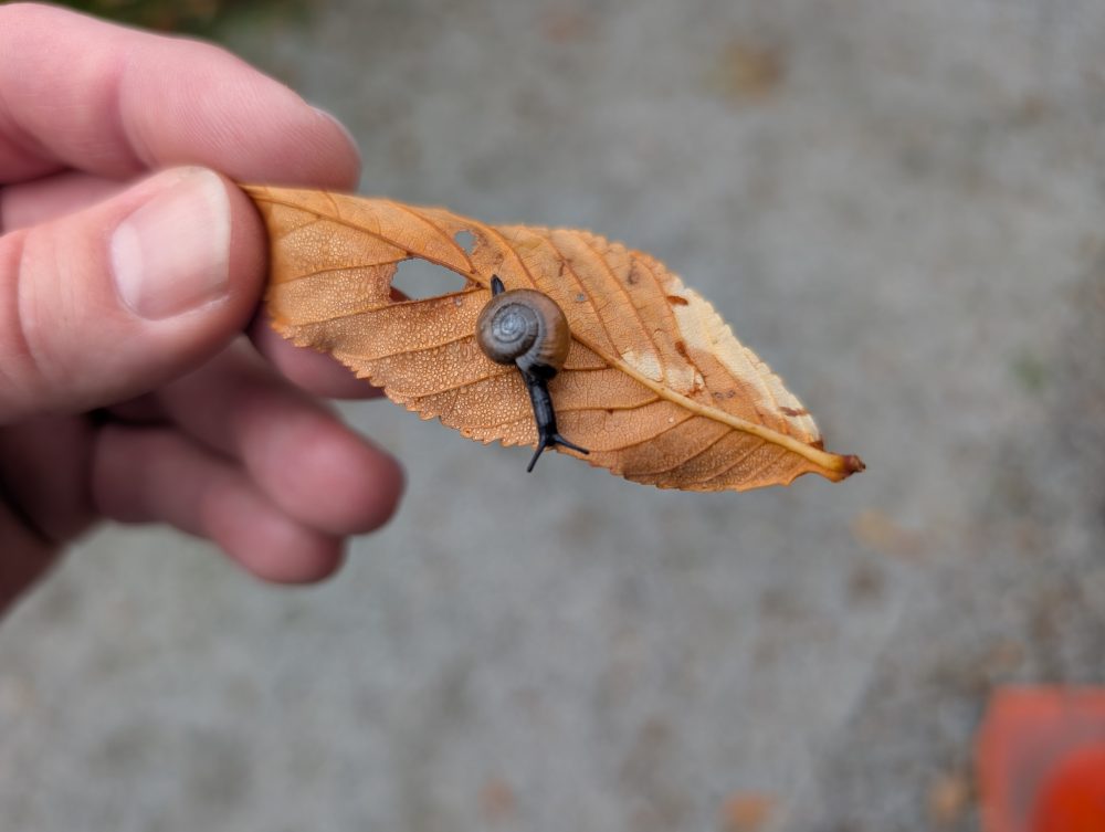Leaf Snail