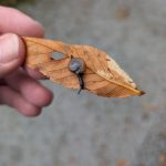Leaf Snail