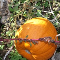 The pumpkin patch returns to the PCC Harvest Festival at the Rock Creek Campus.
