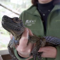 A Water Dragon, or known as a Philippine Sailfin Lizard, made an appearance at the announcement of the PCC and Oregon Zoo partnership.