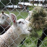 Sheep from the school’s farm will help keep weeds away from the panels by grazing around, and under, the array.