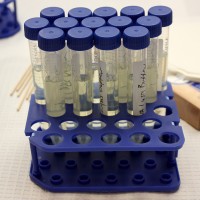 Tubes of alcohol wait for the strawberry mash.