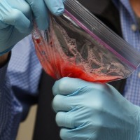 Mashed strawberries before they are filtered.