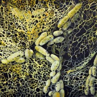 “Microbe: Alcanivorax borkumensis,” 2011, watercolor, 25 ¾” x 34 ¼."