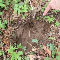 Proof! A Monster Spotters Student Club photograph of one of the many strange tracks they found among invasive ivy in Lesser Park. Tracks lead to a trap students made that is baited with M&Ms. They report no beast has been captured yet, though.
