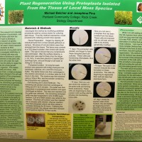 Student Michael Belcher is developing a procedure for the extraction of protoplasts and subsequent culturing of these cells from the tissue of moss from the Rock Creek forest. He is now developing a procedure to aid in the research of genetic modification and culturing methods of plant cells.