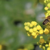 Honey bee pollinates a mahonia aquifolium (Oregon grape)