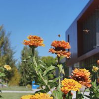 Flowers and bees at Rock Creek