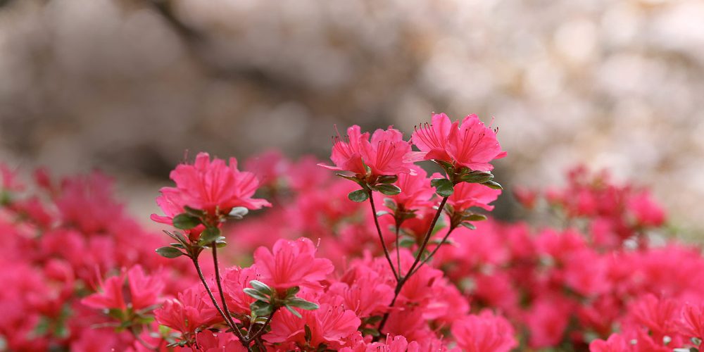 Close-up of bright pink flowers